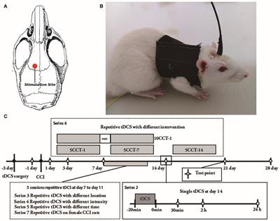 Parameter Optimization Analysis of Prolonged Analgesia Effect of tDCS on Neuropathic Pain Rats